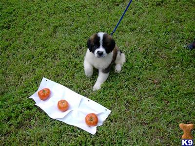 Saint Bernard Puppies for Sale